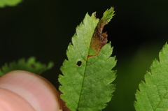 Orchestes pallicornis