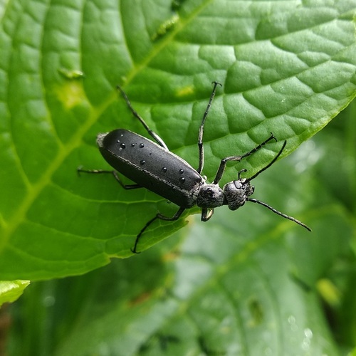 Epicauta curvicornis