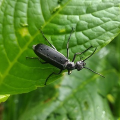 Epicauta curvicornis