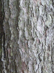 Pinus cembra