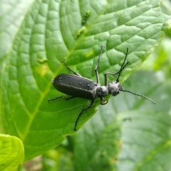 Epicauta curvicornis