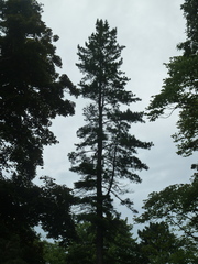 Pinus cembra