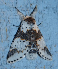 Furcula scolopendrina