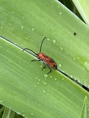 Tetraopes melanurus