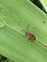 Tetraopes melanurus