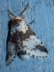 Furcula scolopendrina