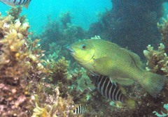 Gould's Wrasse photo 4
