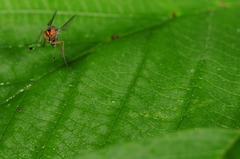 Dolichopus palaestricus