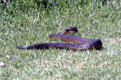 Notechis scutatus occidentalis