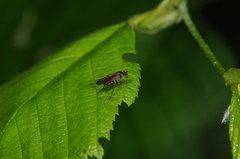 Rhaphium