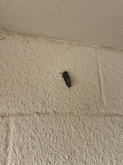 Gloveria arizonensis