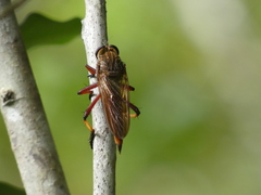 Colepia rufiventris
