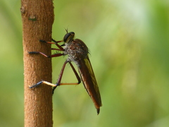 Colepia rufiventris