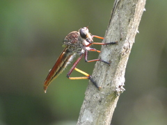 Colepia rufiventris