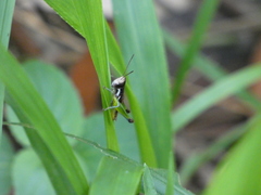 Methiolopsis geniculata