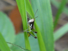 Methiolopsis geniculata