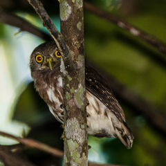 Glaucidium hardyi