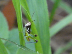 Methiolopsis geniculata