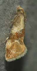 Phalonidia lepidana