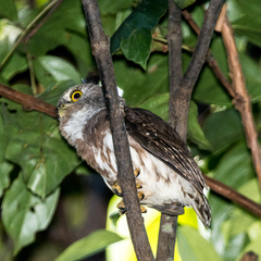 Glaucidium hardyi
