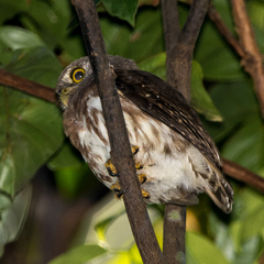 Glaucidium hardyi