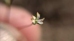 Nemacladus capillaris