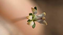 Nemacladus capillaris