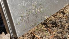 Nemacladus capillaris