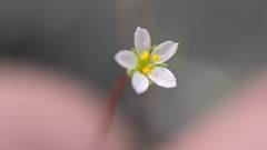 Linanthus harknessii