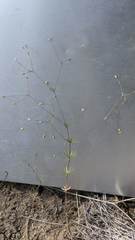 Linanthus harknessii