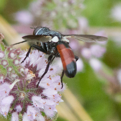 Cylindromyia intermedia
