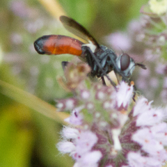 Cylindromyia intermedia