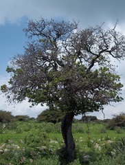 Crataegus gracilior