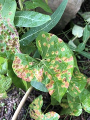 Puccinia convolvuli