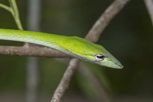 Oriental Whipsnake, photo 4 of 7