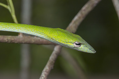 Gunther's Whip Snake photo 4