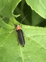 Dylobolus rotundicollis