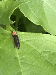 Dylobolus rotundicollis