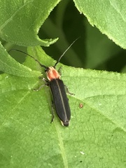 Dylobolus rotundicollis