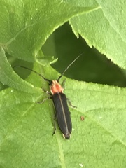 Dylobolus rotundicollis