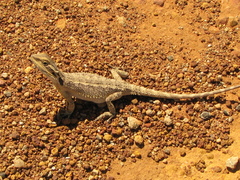 Pogona minor