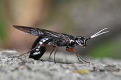Xiphydria maculata