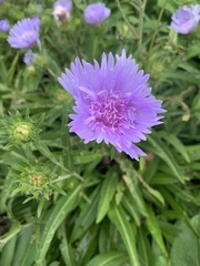 Stokesia
