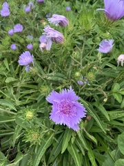 Stokesia
