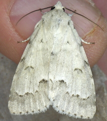 Acronicta innotata