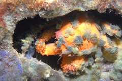 Schizophrys rufescens