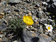 Papaver alpinum