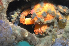 Schizophrys rufescens