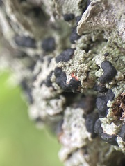 Mycoblastus