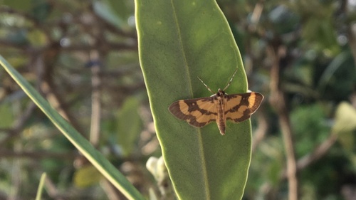 Lygropia fusalis